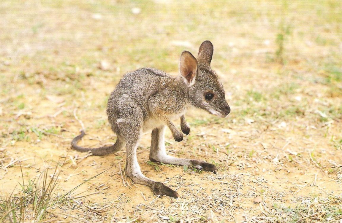 The kangaroos of australia